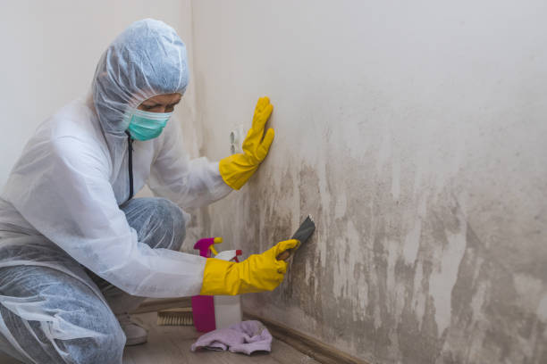 Best Toxic Mold Removal  in Casa Blanca, AZ