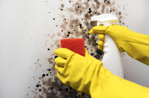 Best Commercial Mold Removal  in Casa Blanca, AZ