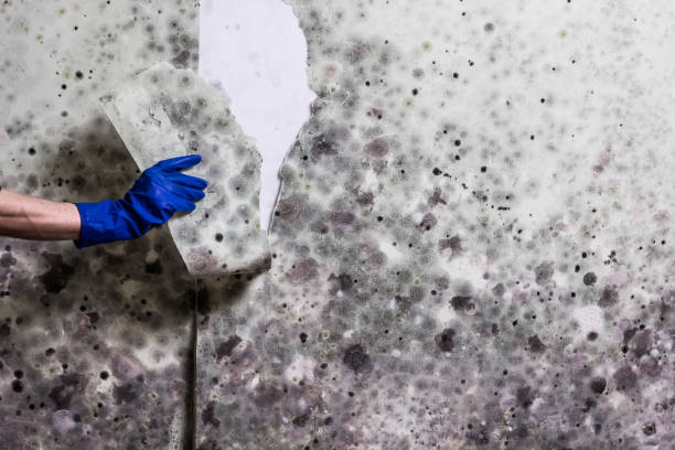 Attic Mold Removal in Casa Blanca, AZ