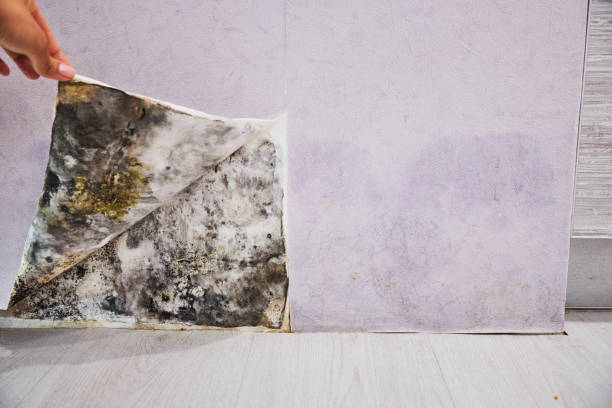 Best Residential Mold Removal  in Casa Blanca, AZ